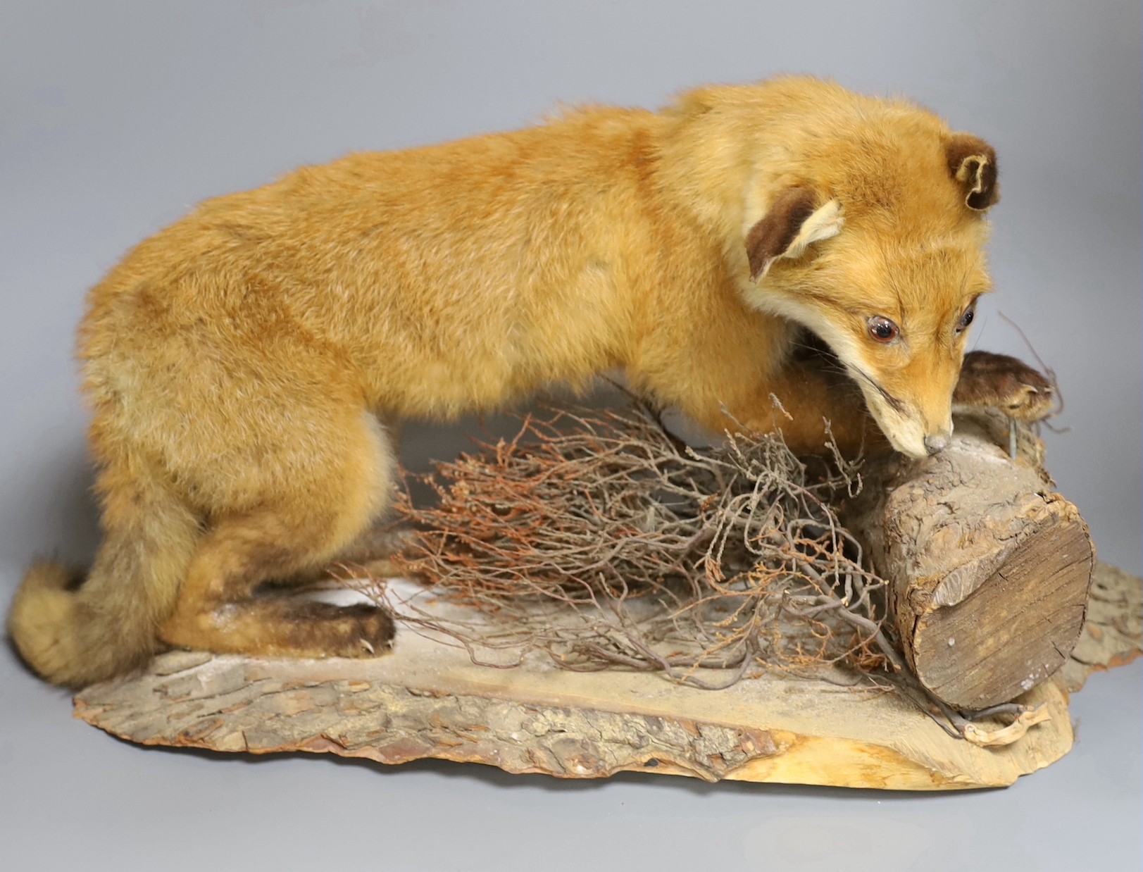 A taxidermy fox on a wooden base perched on log